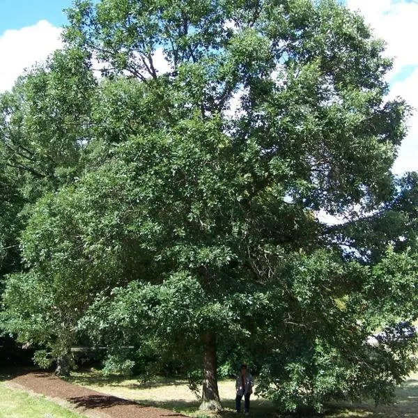 Swamp White Oak